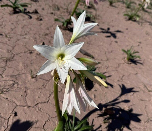 Crinum paludosum flowers